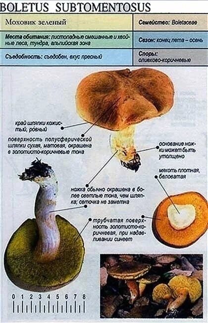 Как готовить гриб моховик CoffMachines.ru