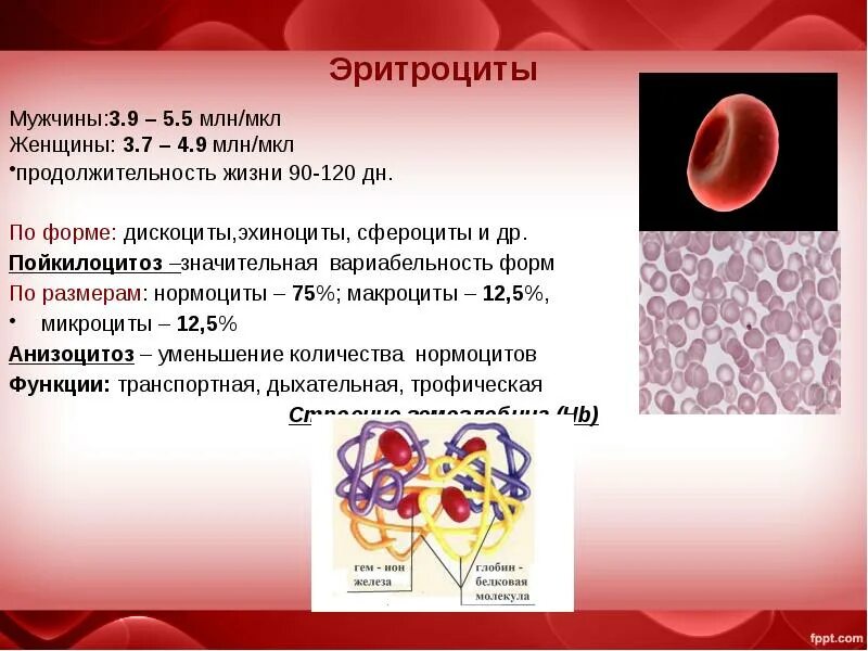 Эритроциты 3 3 у мужчин. Формы эритроцитов дискоциты. Эритроциты у мужчин и женщин. Сфероциты эритроциты. Дискоциты эхиноциты.