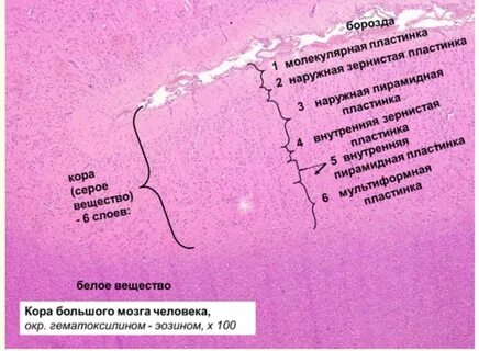 Гистология мозга