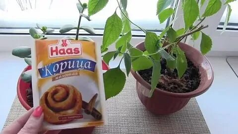 Корица для рассады помидор