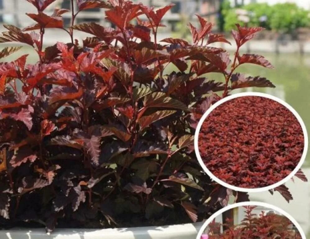 Пузыреплодник калинолистный литтл энджел. Physocarpus opulifolius little angel. Пузыреплодник калинолистный (physocarpus opulifolius `little angel`). Пузыреплодник калинолистный литтл энджел. Пузыреплодник калинолистный литтл энджел.