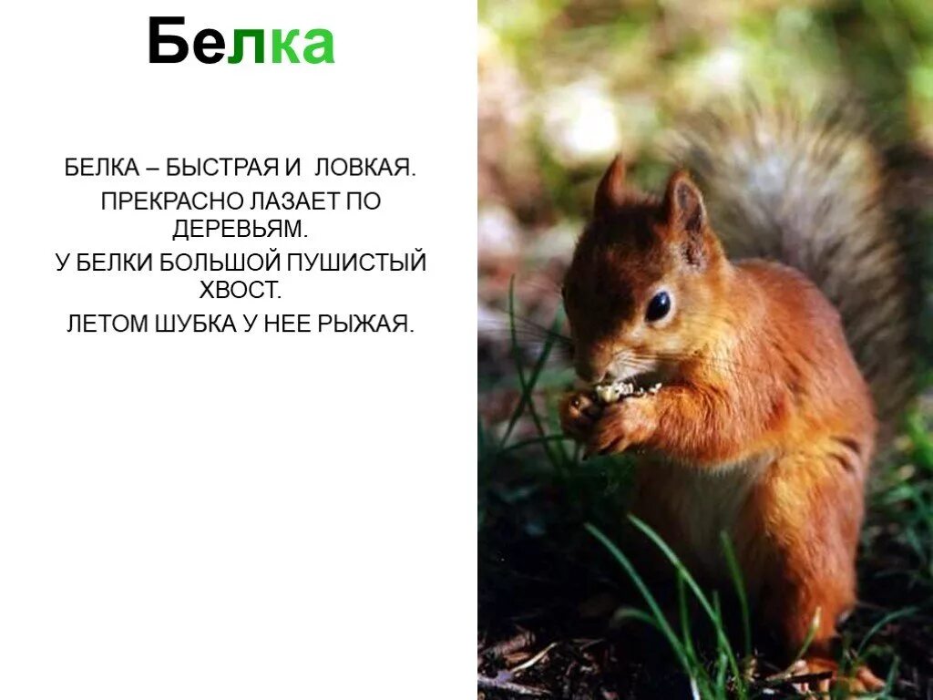 Стих про бельчонка. Белка описание. Белка коротко для детей. Белка коротко для детей. Рассказ о белке.