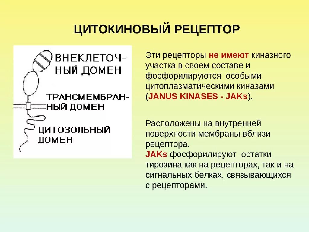 Рецепторы цитокинов. Строение цитокиновых рецепторов. Растворимые рецепторы цитокинов. Цитокиновые рецепторы строение.