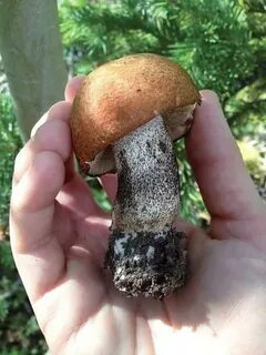 Сколько варить красноголовики для супа