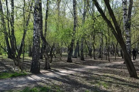 Сайт березовой рощи новосибирск