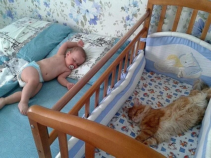 Кот спавший ребенка. Кот спит в детской кроватке. малыши в кроватках приколы. дети смешно спят младенцы. в кроватке. кроватка для ребенка смешная.
