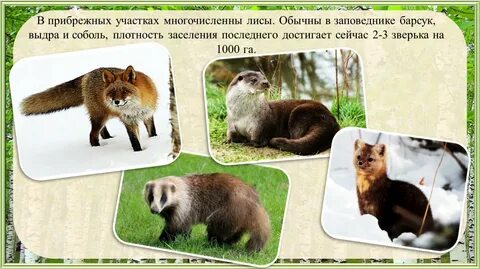 Соболи соболя разница