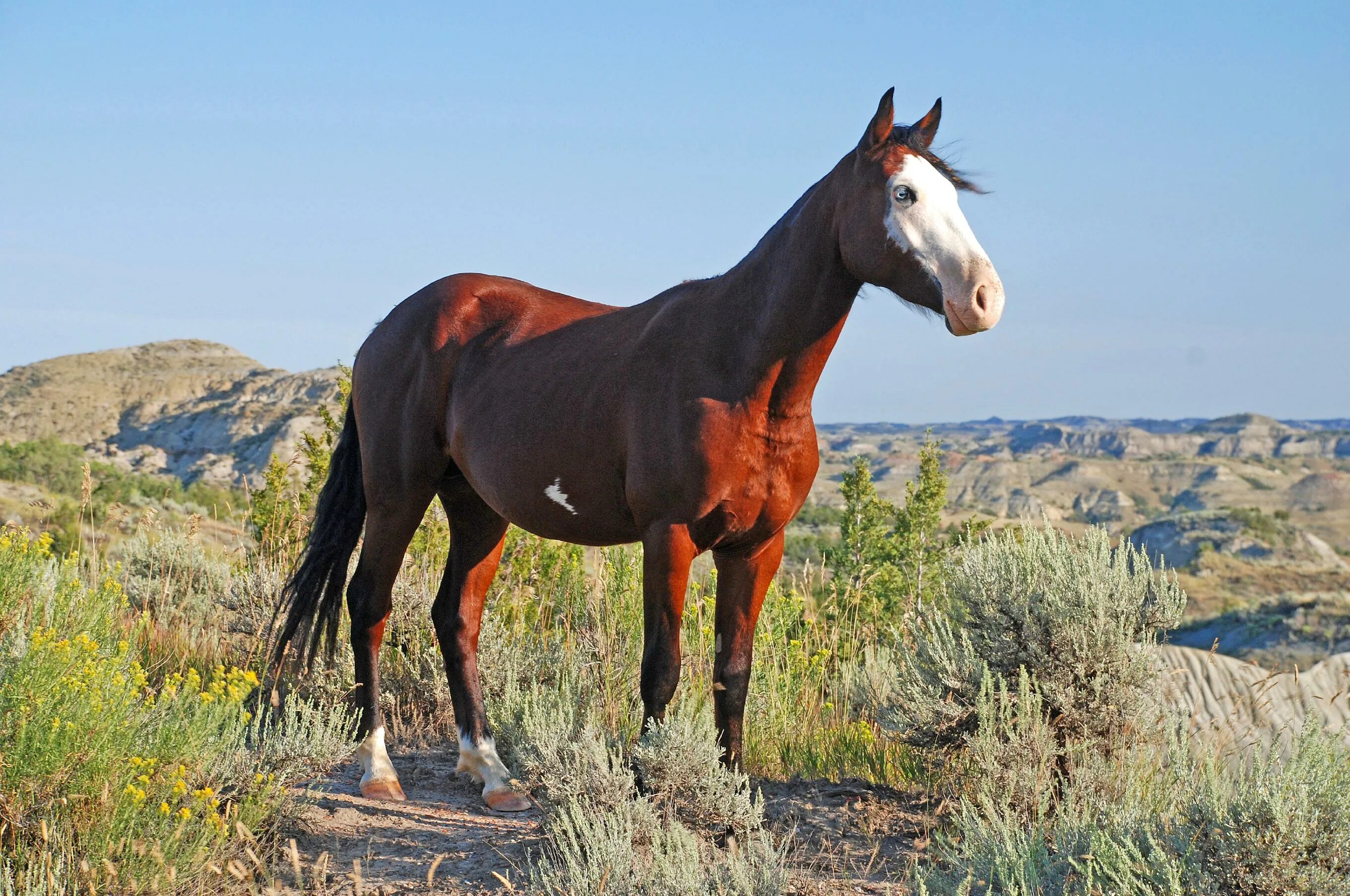Лошадь породы Мустанг. Американский Мустанг лошадь. Мустанг одичавшая лошадь. Мустанги дикие лошади
