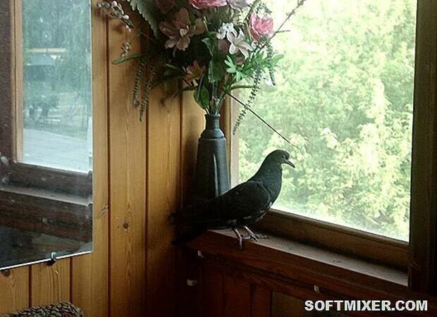 Птица на подоконнике. Сядет на подоконник. Птица села на подоконник. Открытое окно в сад. Птицы на окна.