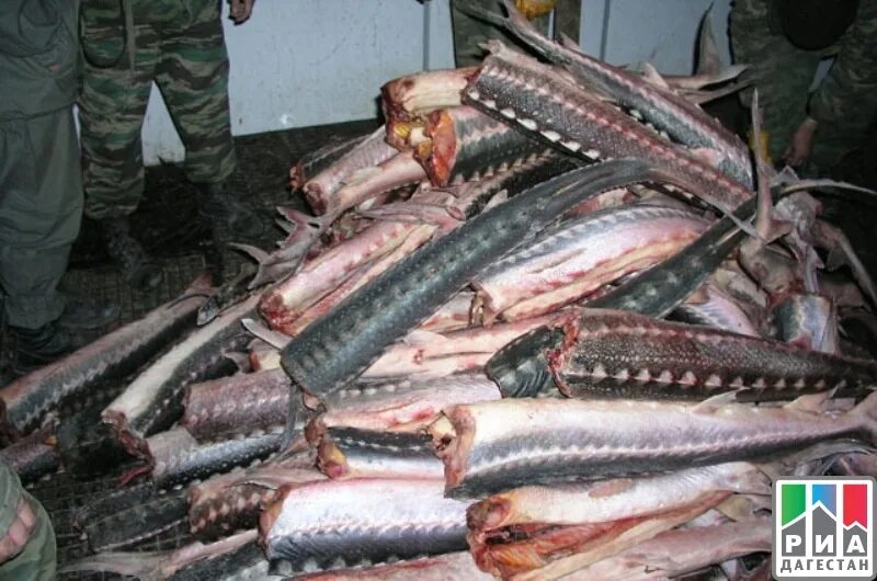 Каспийское море рыбалка. Рыбный порт махачкала. Рыба в дагестане. Рыбный дагестан. Килька каспийского моря.