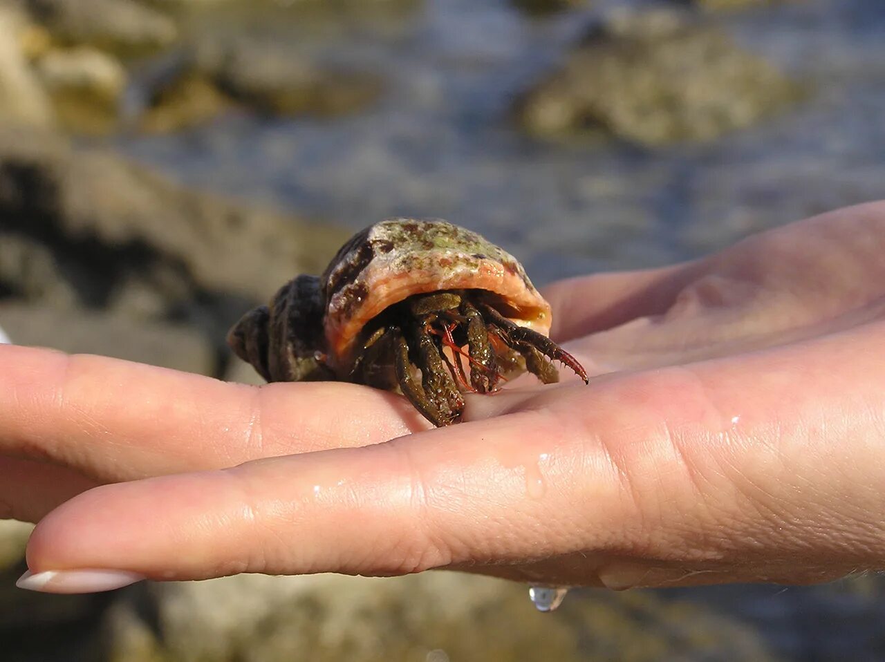 Отшельник обыкновенный. Отшельник графика. Отшельник сканворд. Перепончатопалый улит. Восковик отшельник.