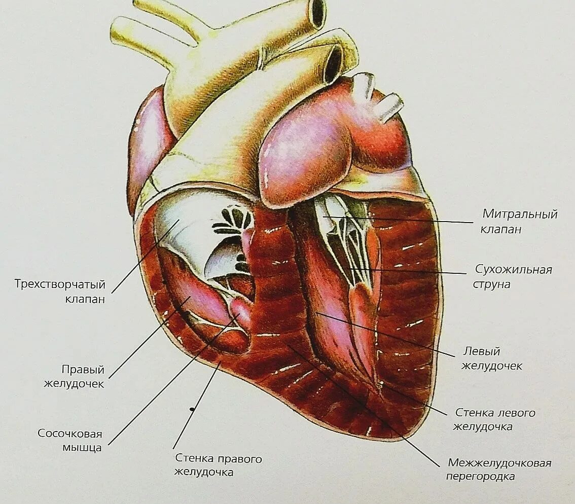 Строение сердца собаки анатомия. Строение сердца коровы анатомия. Строение сердца КРС. Сердце собаки расположено