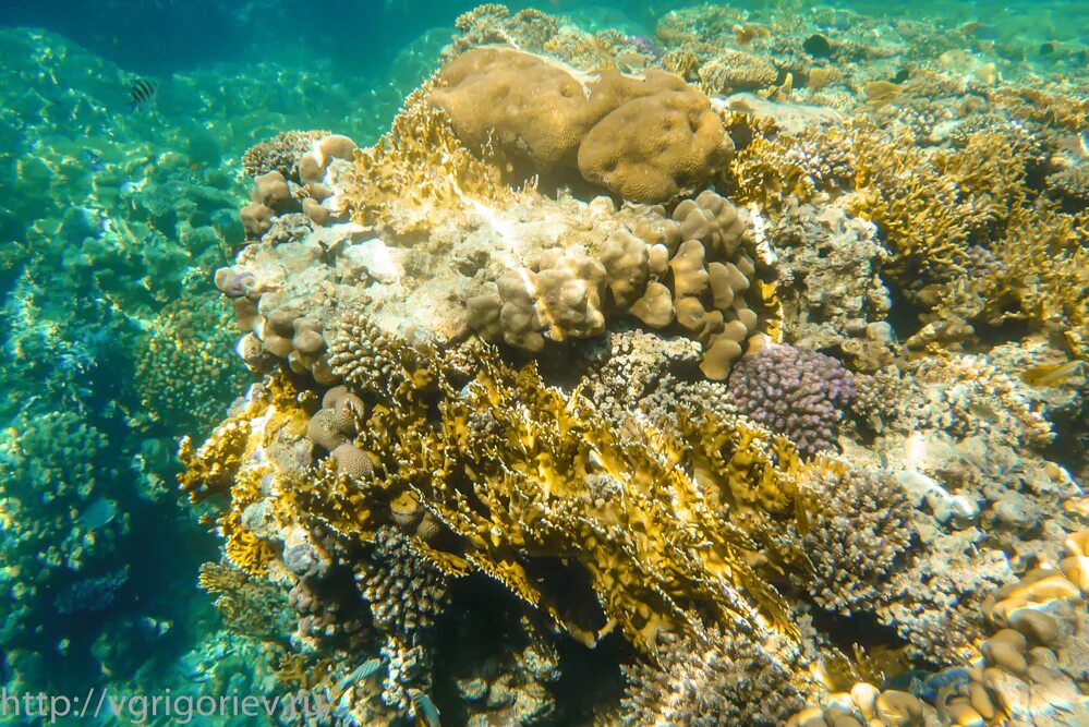 Отели шарма с коралловым рифом. Риф Шарм-Эль-Шейх. Шарм-Эль-Шейх кораллы рифы. Шармаль Шейх рифы. Коралловый риф в Шарм Эль Шейхе.