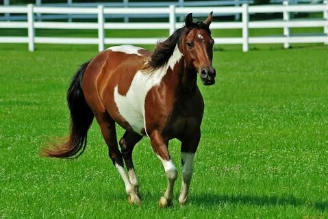 Horse picture