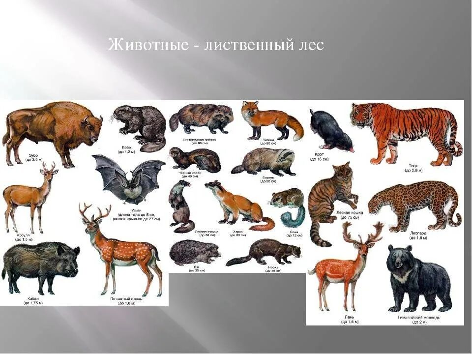 В названии лесного зверька две буквы. Животный мир смешанных и широколиственных лесов в России. Зона смешанных и широколиственных лесов животные. Лиственный лес животные. Животные широколиственных Лесо.