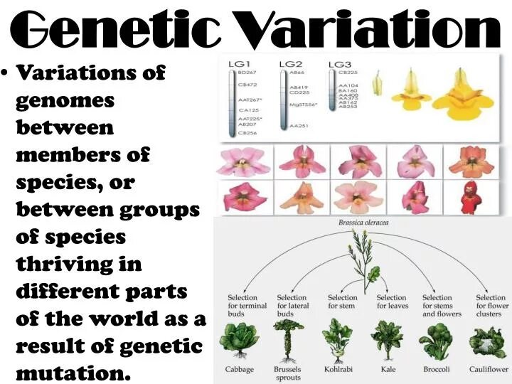 Genetic variation. Types of variability in biology. variability biology. type of variations.