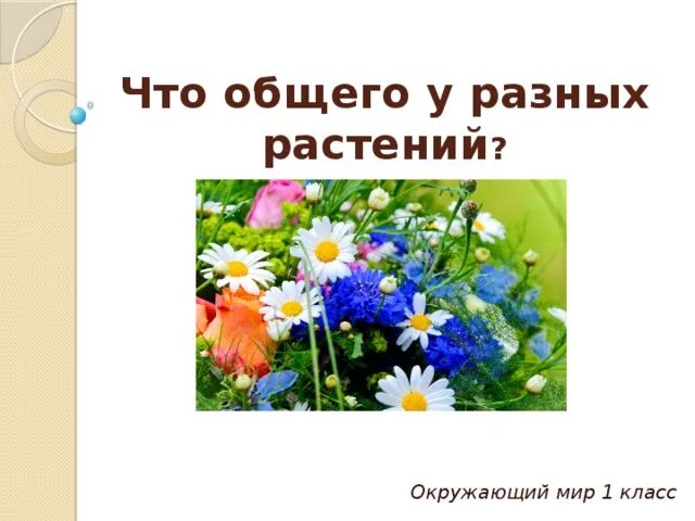 Разные цветы точно по времени. Окружающий мир. Цветы.. Что общего у разных растений 1 класс. Что общего у разных растений окружающий мир. Окружающий мир 1 класс что общего у разных растений.