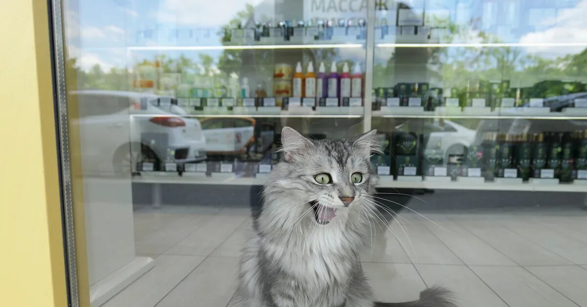 Магазин кошечек. Кошка в магазине. Кошачий магазин. Кот в витрине. Магазин с котами.
