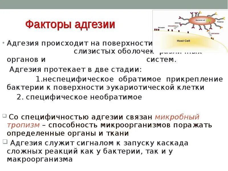 Зинин синтез анилина. Куду игра. В два этапа 1. Виды масштабов гост. Этапы остановки кровотечения из сосудов верхних и нижних конечностей.