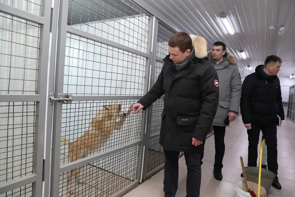 Городской приют для животных Ноябрьск. Городской приют для безнадзорных животных Ноябрьск. Приют для животных Ноябрьск. Приюты Ямала. Салехард животный