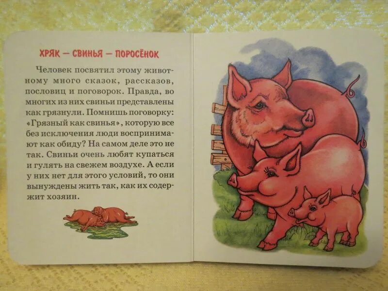 Рассказ свинки. Рассказ про свинью. Стихотворение про поросенка. Стих про хрюшку. Стих про свинью.