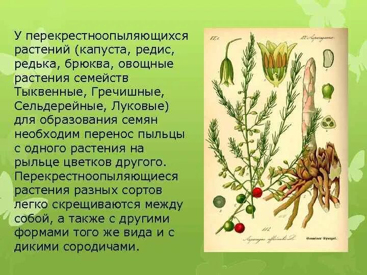 Докажите что кукуруза перекрестноопыляемое растение
