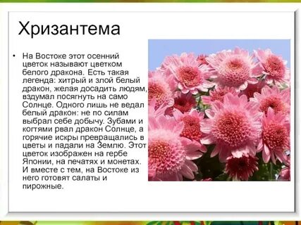 Рассказ о растении осеннего цветника