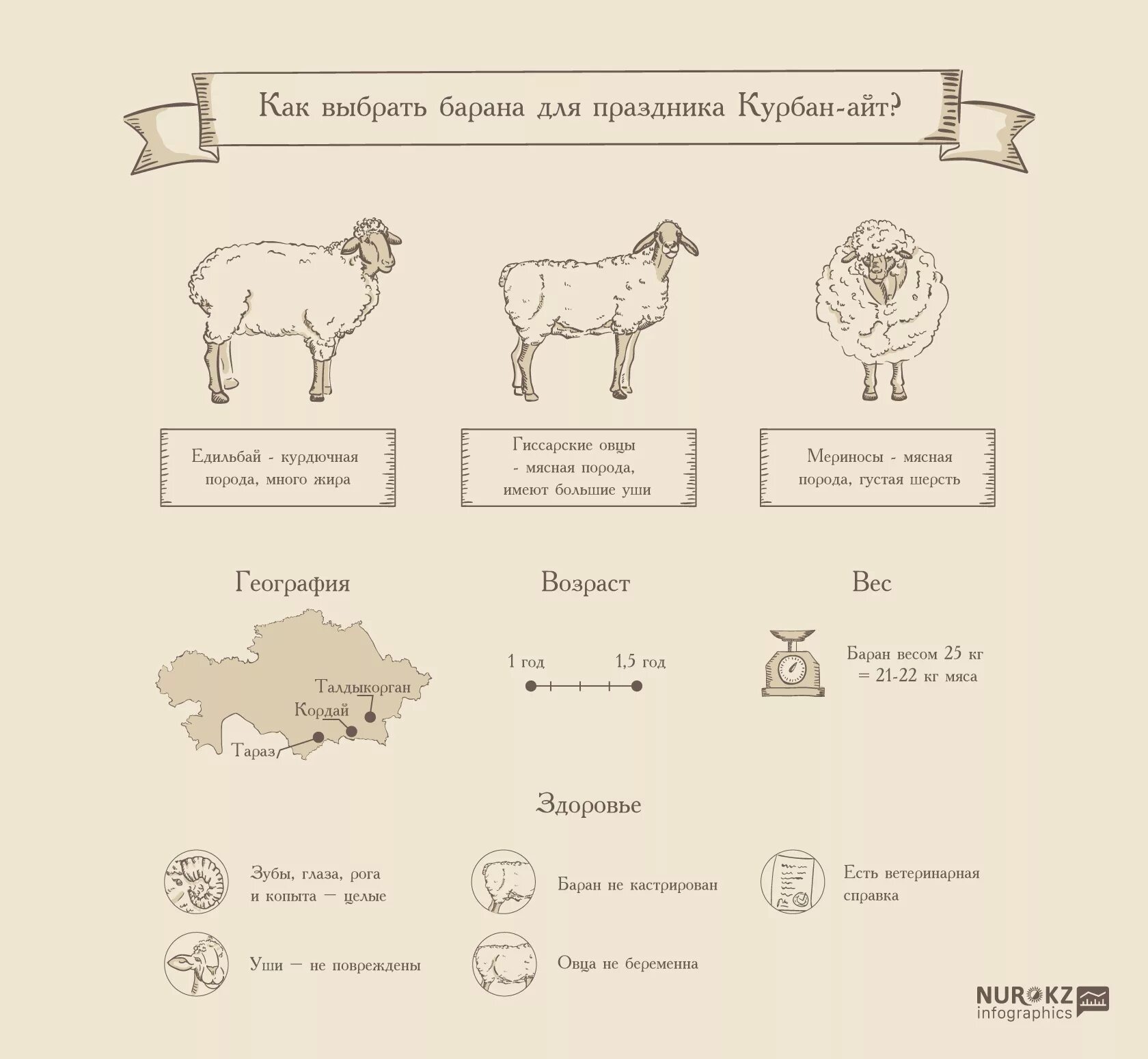 На какой праздник режут барана. Как правильно выбрать барана на Курбан байрам. Как правильно резать барана. Какой должен быть быть баран на Курбан.