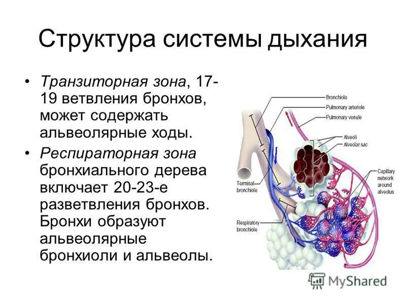 Легочный ацинус строение. Альвеола является функциональным элементом какой системы. Альвеола является функциональным элементом какой. Ацинус является структурно-функциональной единицей. Строение альвеол человека.