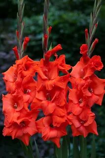 Gladiolus hunting song