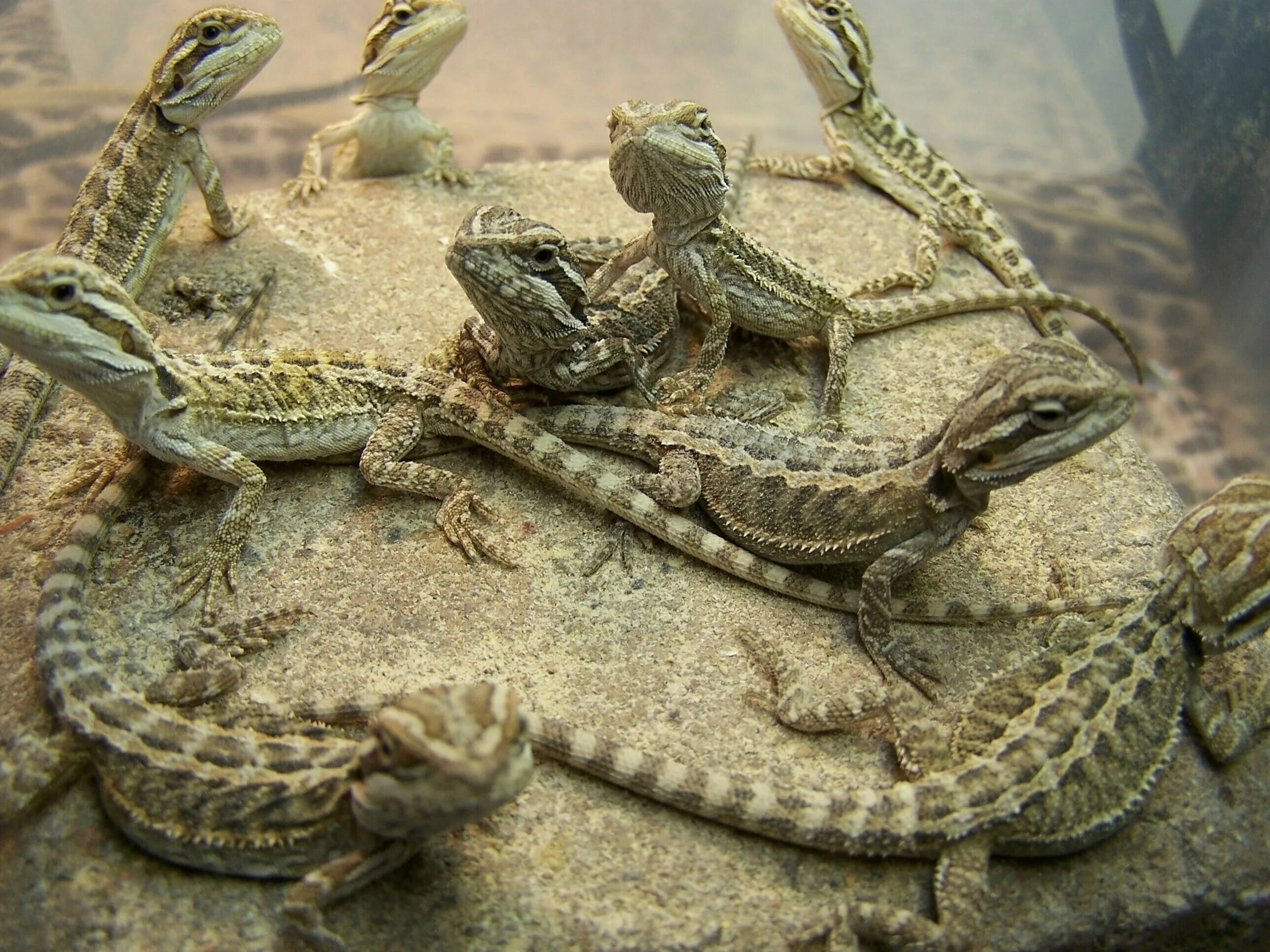 Крокодилы это земноводные или пресмыкающиеся. Размножение оринокский крокодил. Серенгети крокодил. Черепахи земноводные или пресмыкающиеся. Гаттерия живое ископаемое.