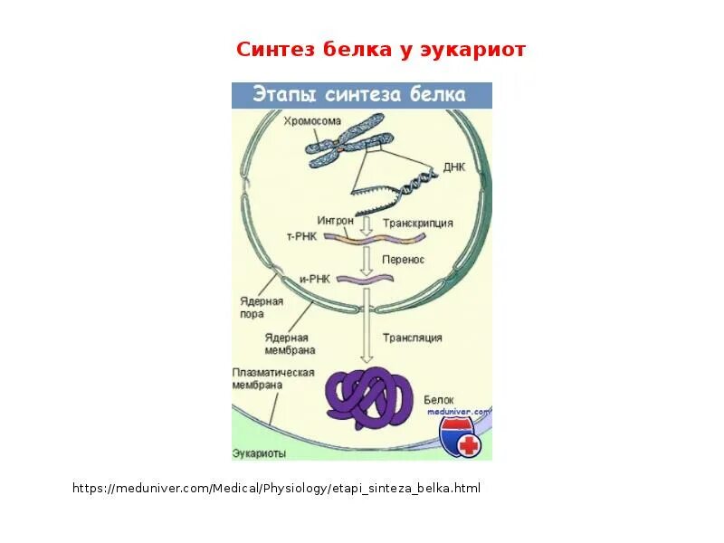 Эукариотический биосинтез