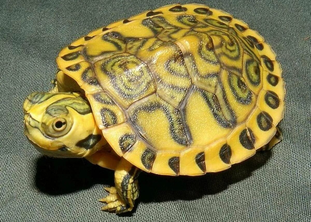 Черепахи и их виды
