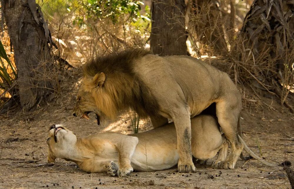 животные совокупляются.