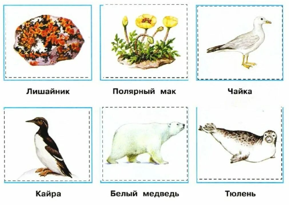 Цепи питания характерной для арктической зоны. Арктические пустыни 4 класс окружающий мир рабочая тетрадь. цепи питания животных зоны арктических пустынь. цепь питания животных арктической пустыни. пищевые цепи арктической зоны.