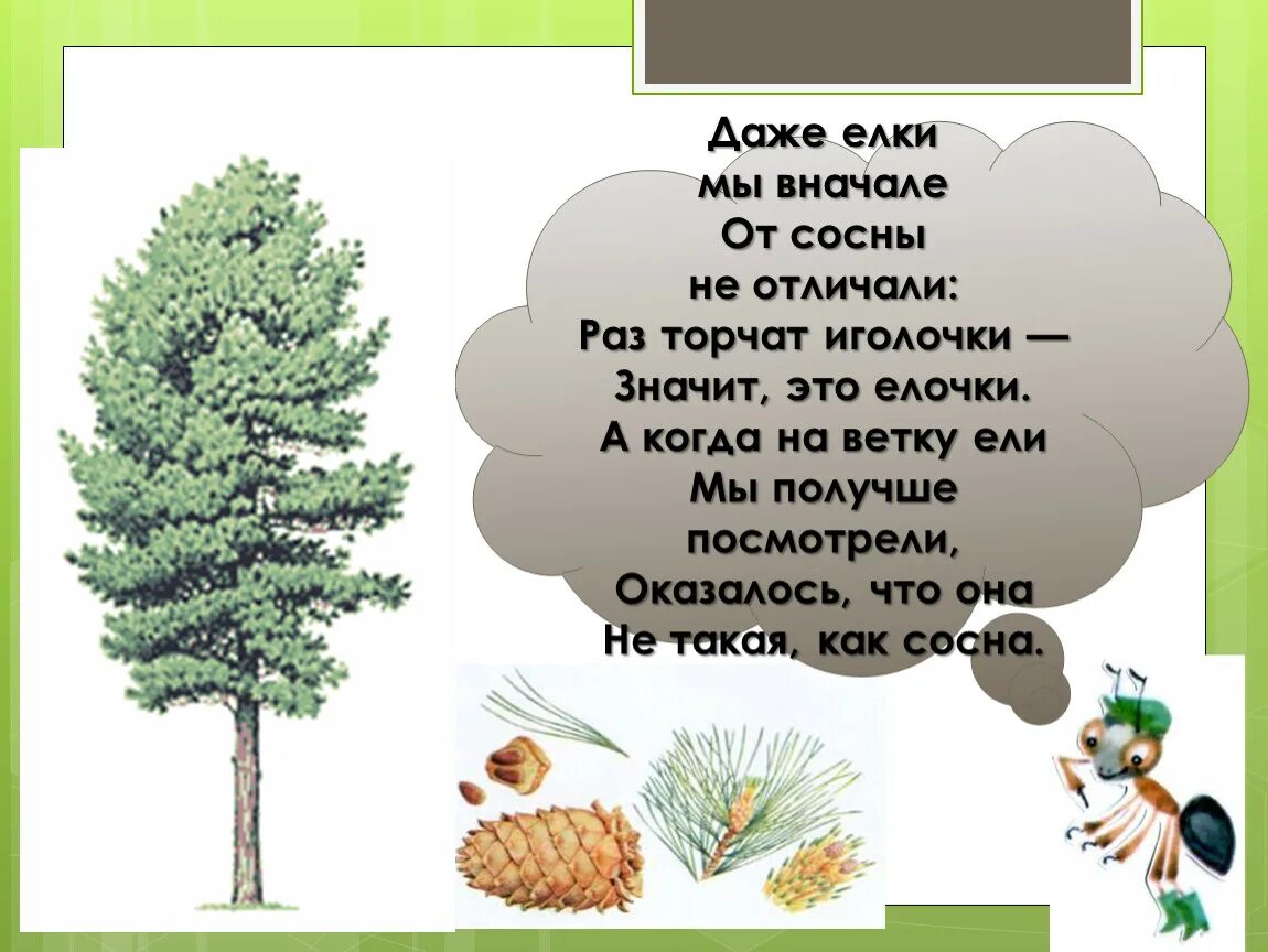 В каждой сосне не было