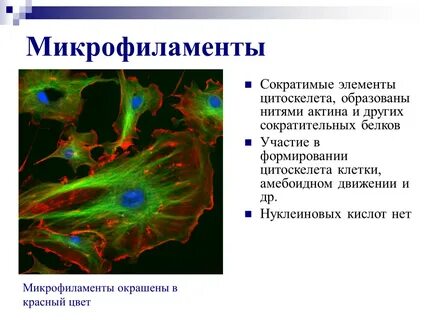 Микрофиламенты это