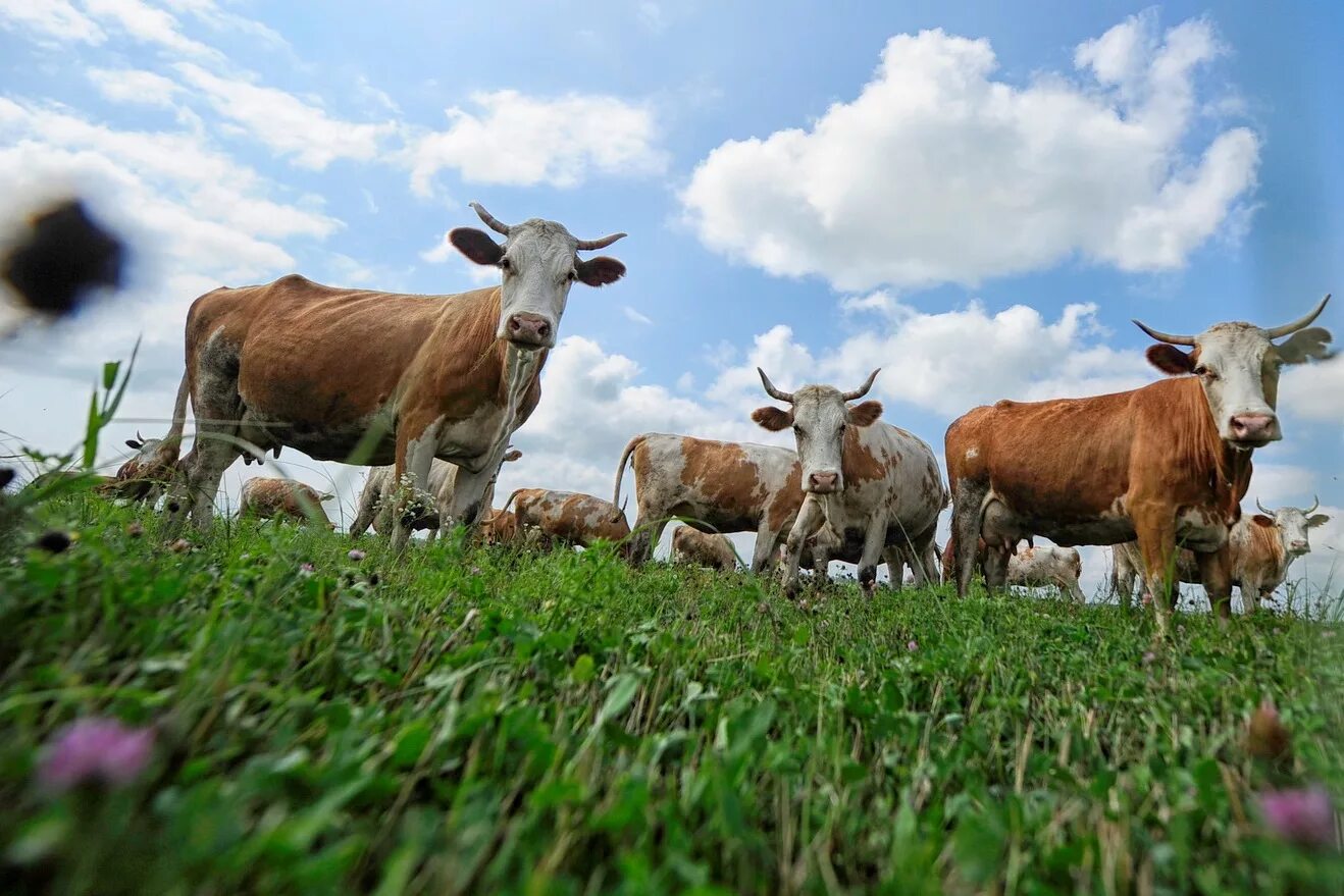 Крс что это такое. Мясомолочное животноводство Франции. Крупный рогатый скот овцеводство Краснодарский край. Сельское хозяйство скот. Животноводство коровы.