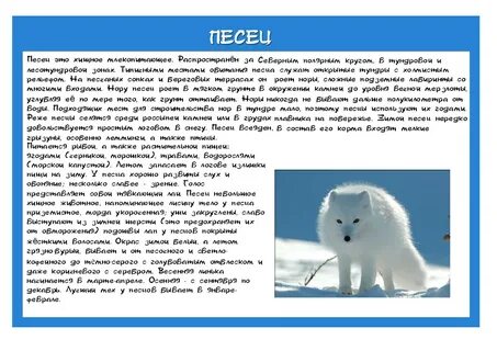 В какой зоне живет песец