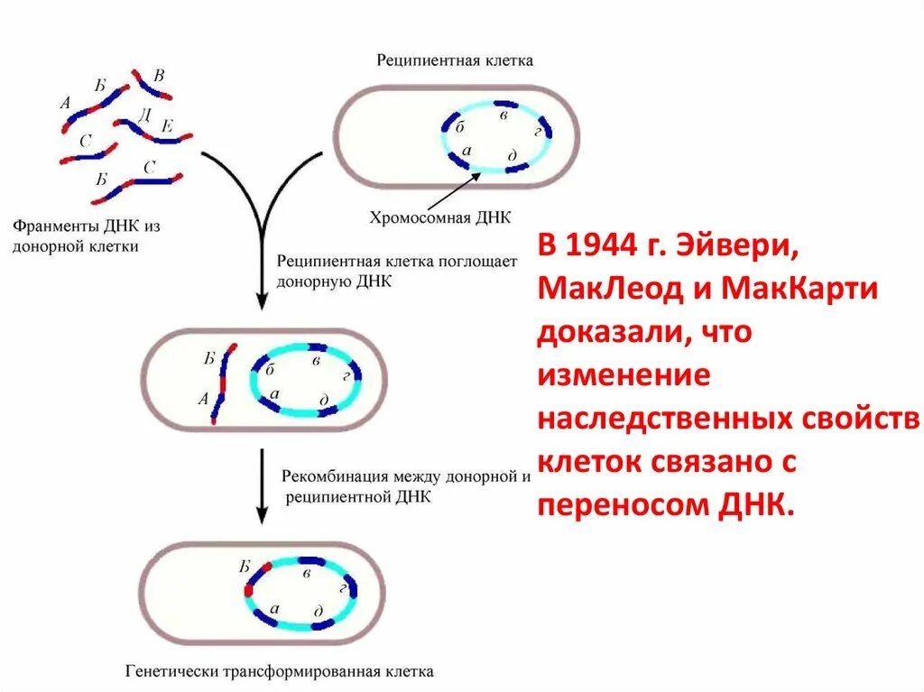 Опыт Эвери Маклеода и Маккарти. Опыты Эвери Маклеода и Маккарти по доказательству роли ДНК. 1944 ДНК. Эксперимент Эйвери.