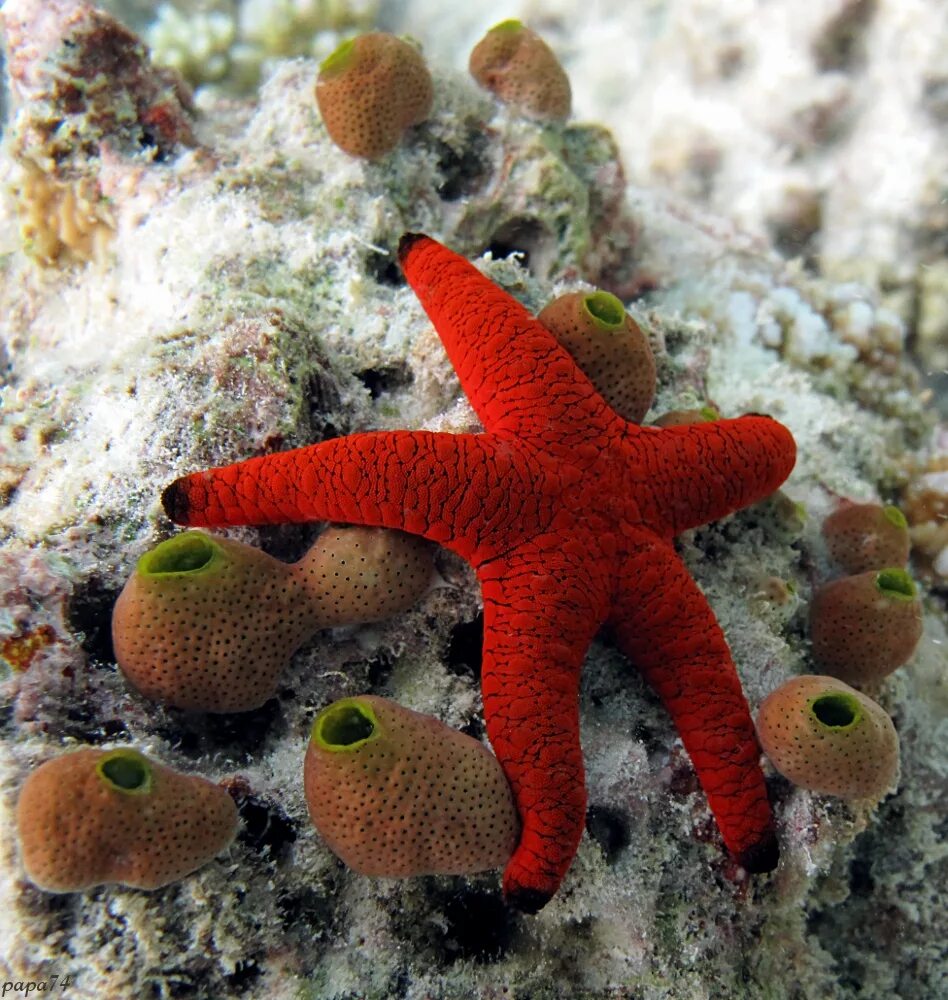 Красный морской обитатель. Перистая морская звезда. Перьистая морская звезда. Морские жители. Обитатели морей и океанов.