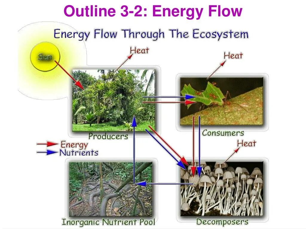 Outline 3. The Flow of Energy through the ecosystem. One ecosystem. Energy Flow. Биос 1 экосистема фото.