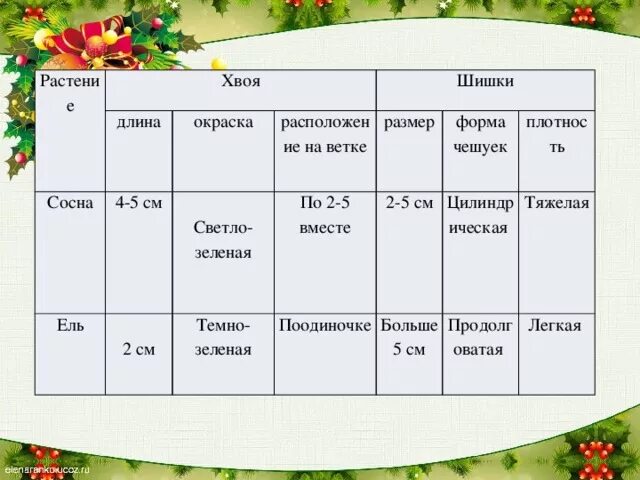 Размер форма чешуек плотность шишки сосны. Сосна обыкновенная шишка размер форма чешуек плотность. Сосна шишки размер форма плотность. Шишка сосны размер форма плотность. Класс хвойные таблица