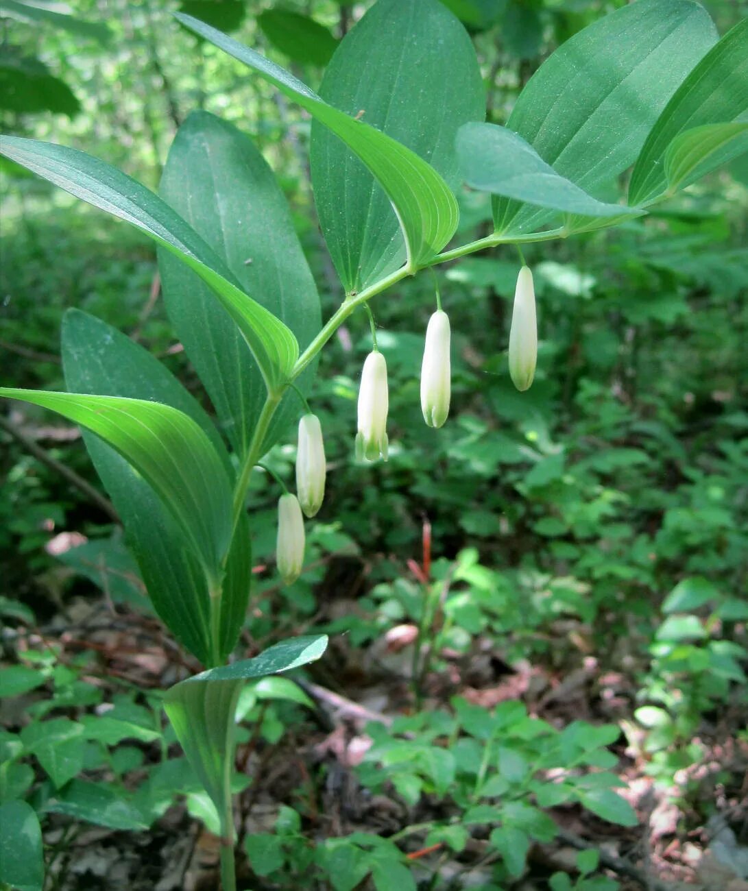 Купена фото растения и описание ядовитая. Купена (polygonatum). Купена (polygonatum). Купена (polygonatum). Купена (polygonatum).