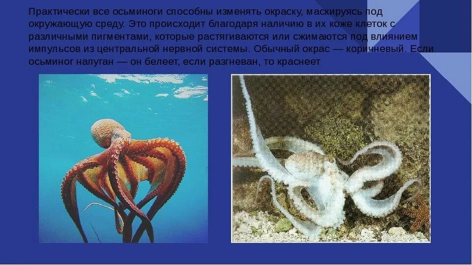 К какой группе животных относится осьминог. Интересное об осьминоге. факты о осьминогах. осьминог интересные факты для детей. осьминог презентация для детей.