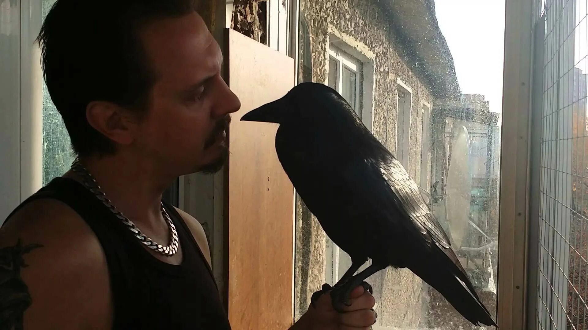 Ворона в квартире. Домашняя ворона. Ручной домашний ворон. Ворон на руке. Домашняя ворона.