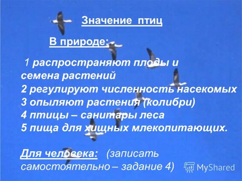 охрана птиц презентация. значение класса птиц. птицы в жизни человека и природы. значение класса птиц. значение и охрана птиц происхождение птиц.