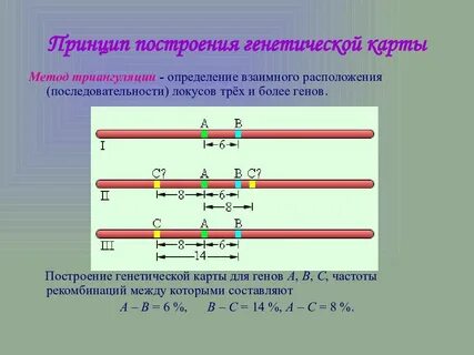 Принципы построения генетических карт хромосом