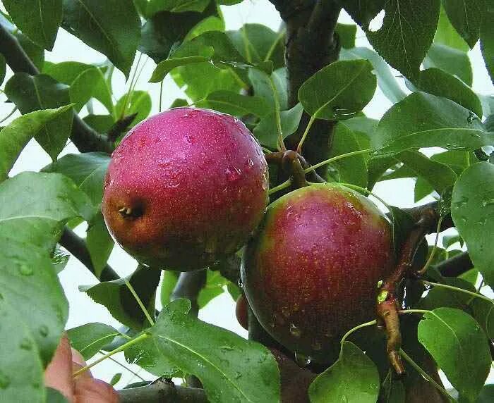 Груша "белорусская поздняя" (зимний сорт). Сорт груши краснобокая зимняя. Сорт груши краснобокая зимняя. Груша сорт краснобокая описание фото. Груша краснобокая зимняя.