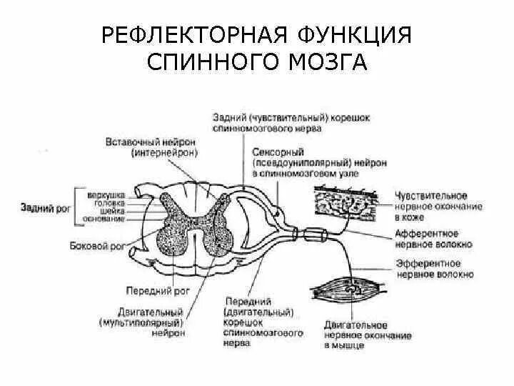 Примеры относящиеся к рефлекторной функции спинного мозга Анатомия центральной нервной системы (ЦНС). Спинной мозг: строение и функции п